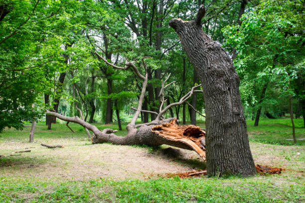 Best Lawn Maintenance Plans  in Yaphank, NY